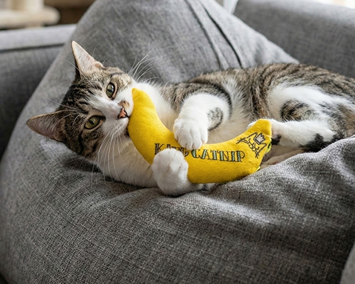 Chat allongé câlinant un jouet banane King Catnip garni d’herbe à chat premium